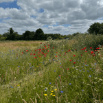 Cotswolds Whisky Brokers Associates 6 min