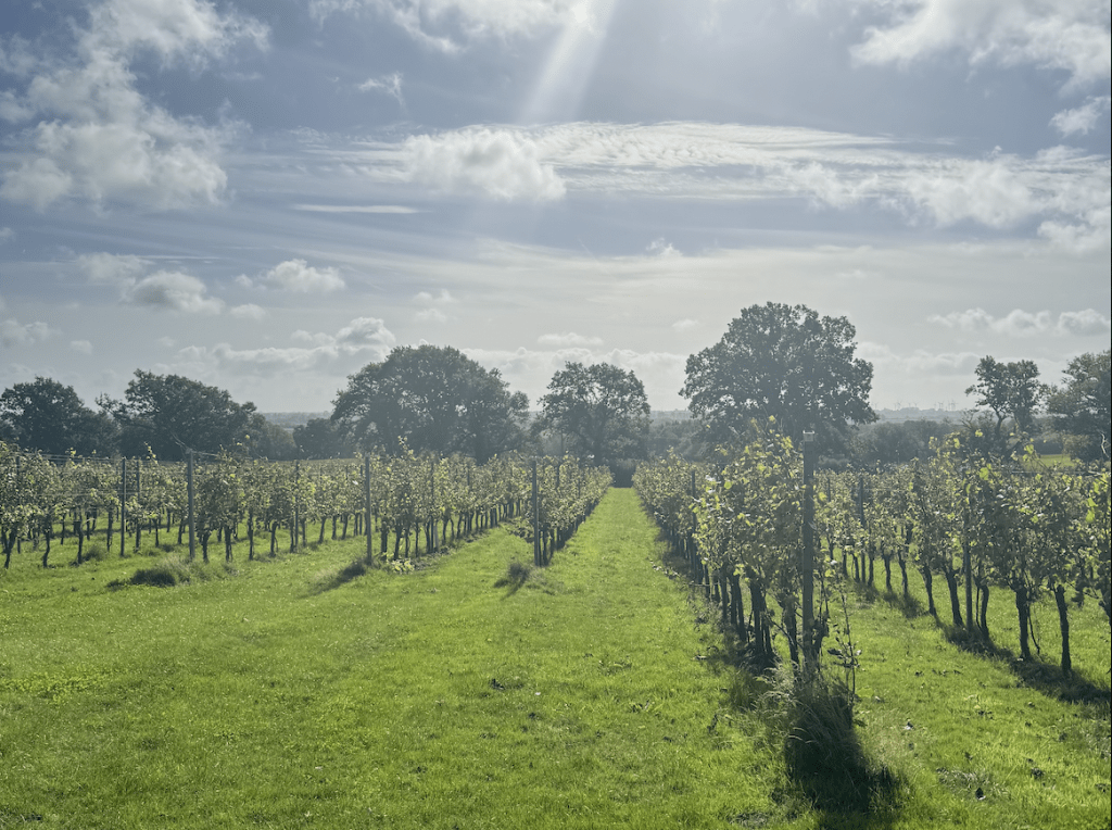 Gusbourne vineyards on the estate