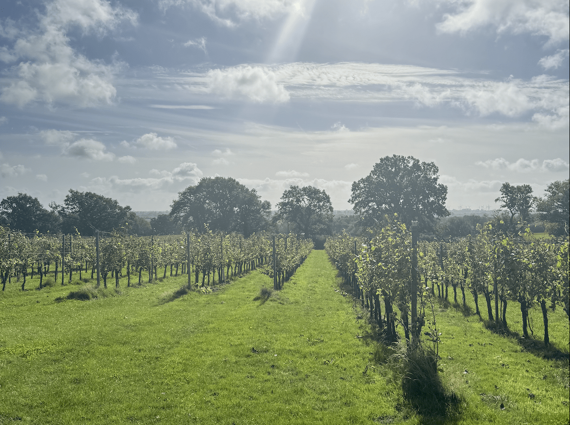Gusbourne vineyards on the estate